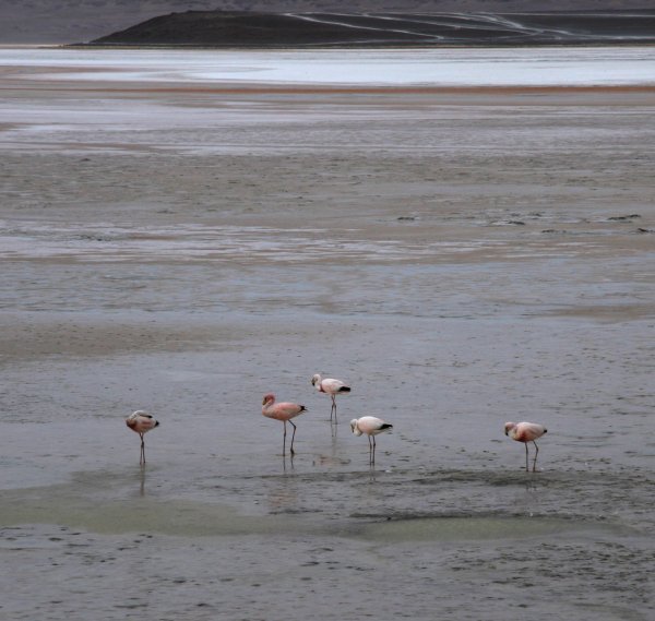Flamingos above 4000m