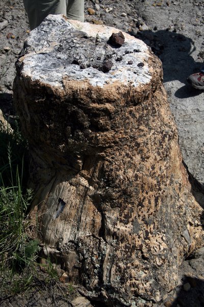 Silicified Tree Stump