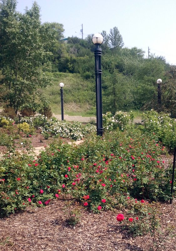 Rose Garden at Louise McKinney Park 1