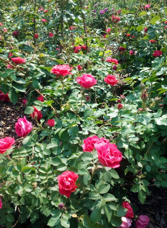 Rose Garden at Louise McKinney Park 3