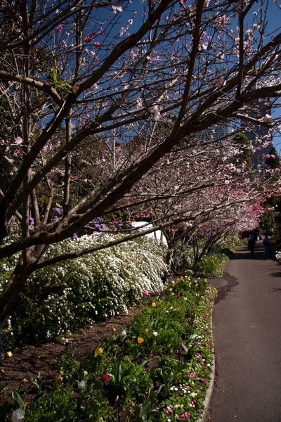 Blossoms along the Macquarie Wall