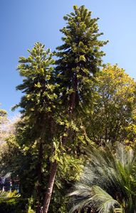 Wollemi Pine - a rare and ancient tree