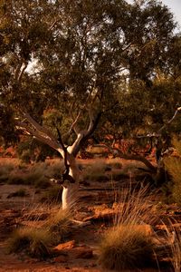 Trees in the outback
