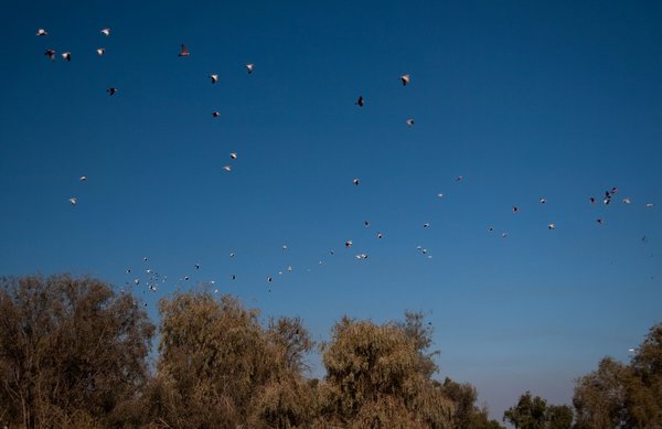 Pink cockatoos (galahs) in flight