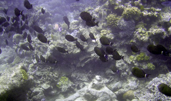 School time for the surgeonfish