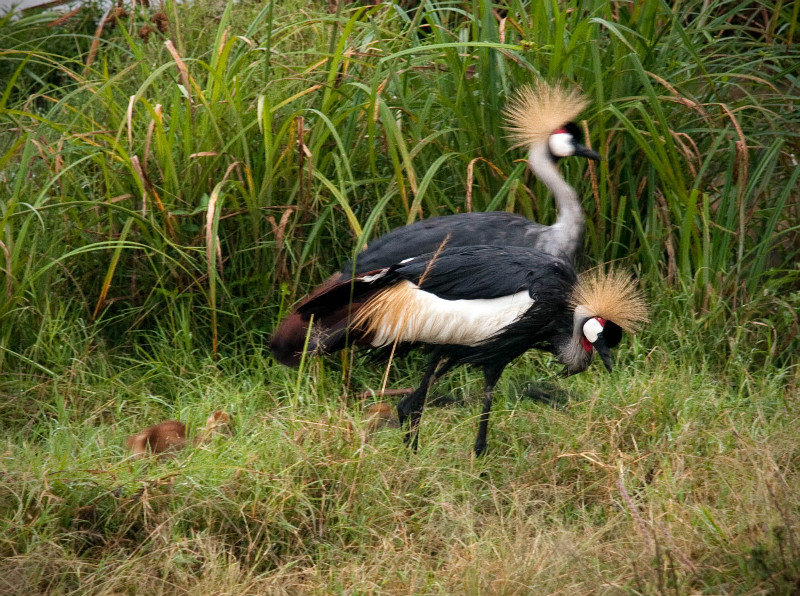 Grey crowned crane family