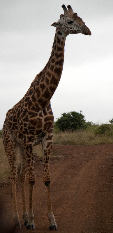 Why did the giraffe cross the road?