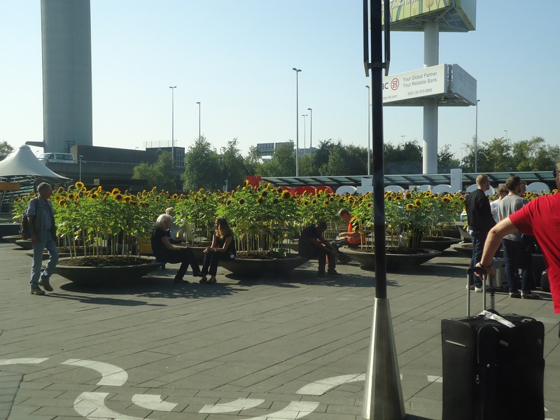 Sunflowers at Schiphol