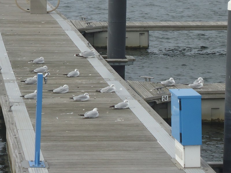 Seagulls facing the Wind