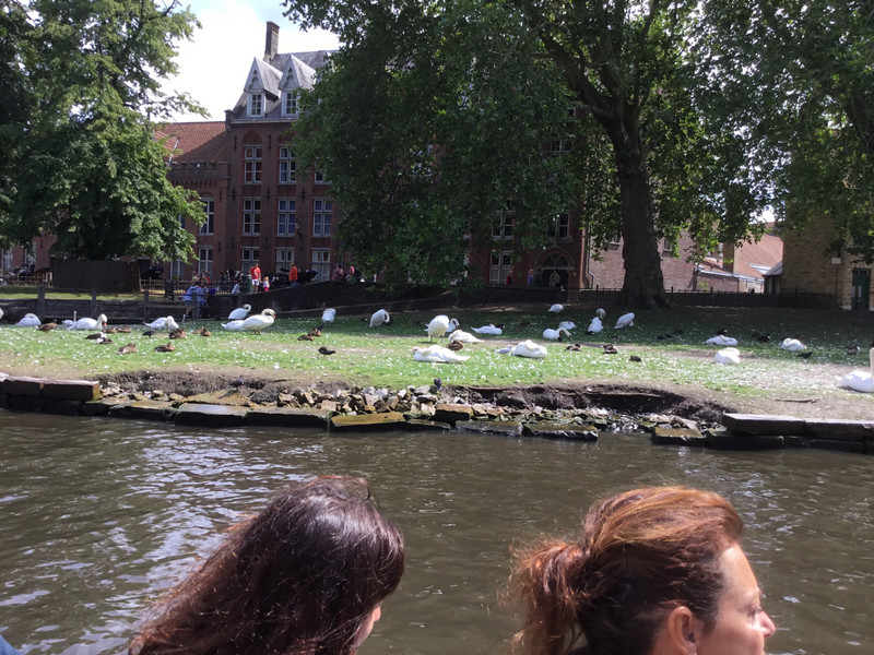 Giant swans and some ducks