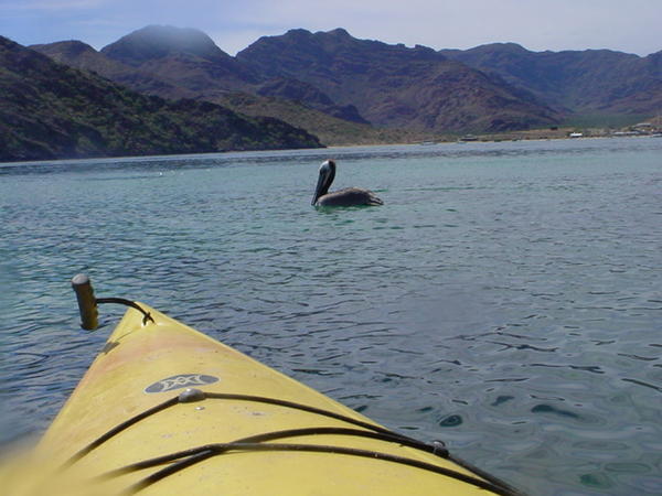 Pelican shot from the Kayak