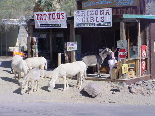 More burros feeding...