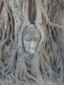 Buddha Head in a Tree