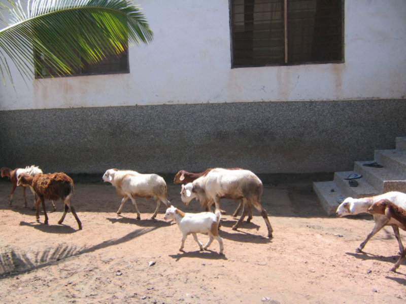 Goat Herd