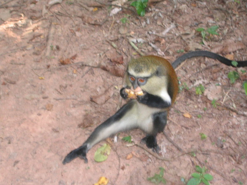 Mona monkey eating