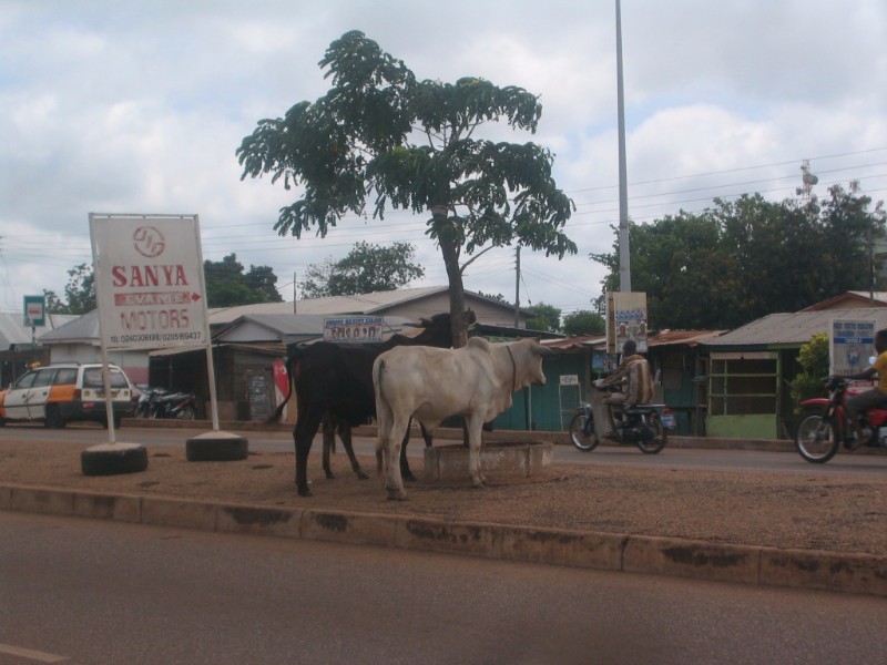 Cows in Tamale