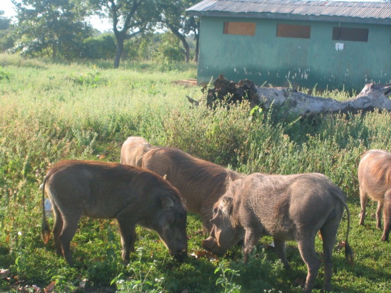 More warthogs