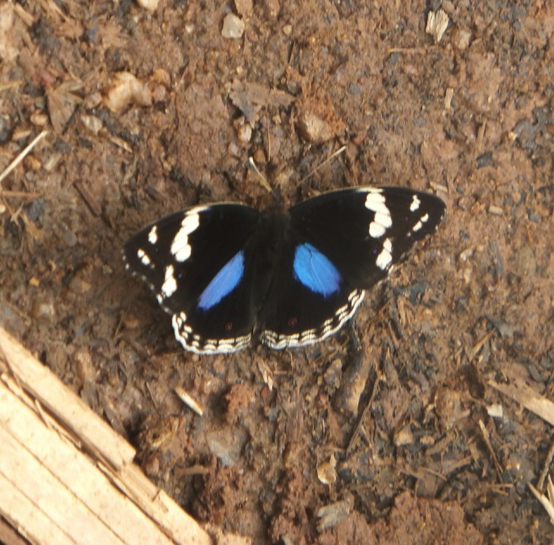 Butterfly in Bobiri Butterfly Preserve