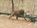Baboons came dangerously close to us at the pool