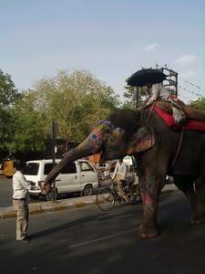 Elefante - Jaipur