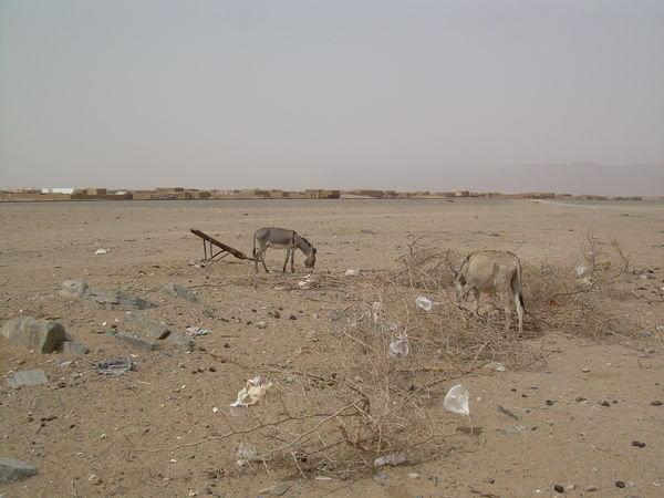 Sand, Plastic & Donkeys: Your Average Mauritanian Landscape