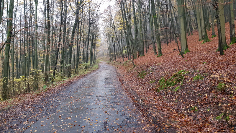 Waldspaziergang im Herbst.
