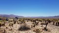 Im Joshua Tree National Park.