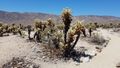 Im Joshua Tree National Park.