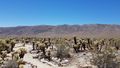 Im Joshua Tree National Park.