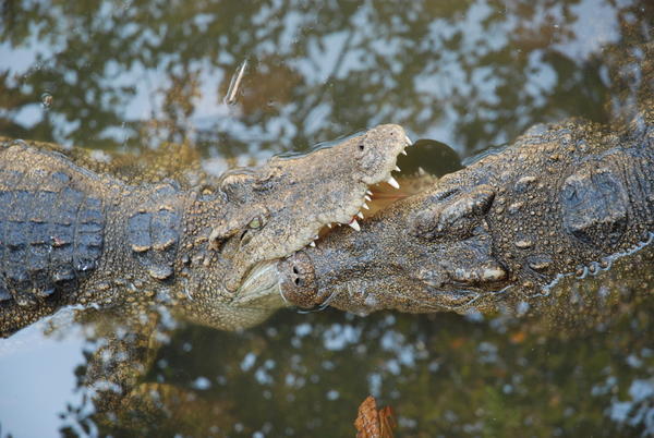 Siamese Crocodiles.
