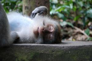 Monkey sleeping.