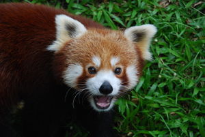 Red Panda - the cutest thing in the zoo!