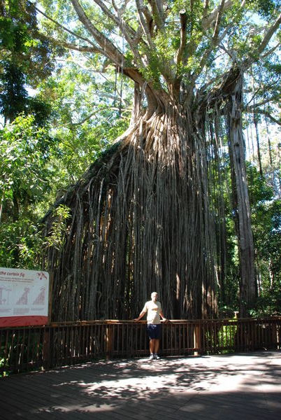 Yungaburra curtain fig tree