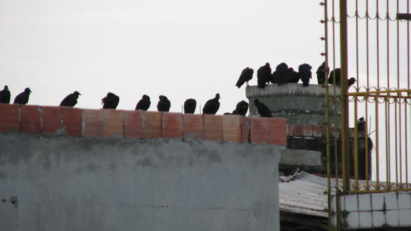 Vultures on the roof