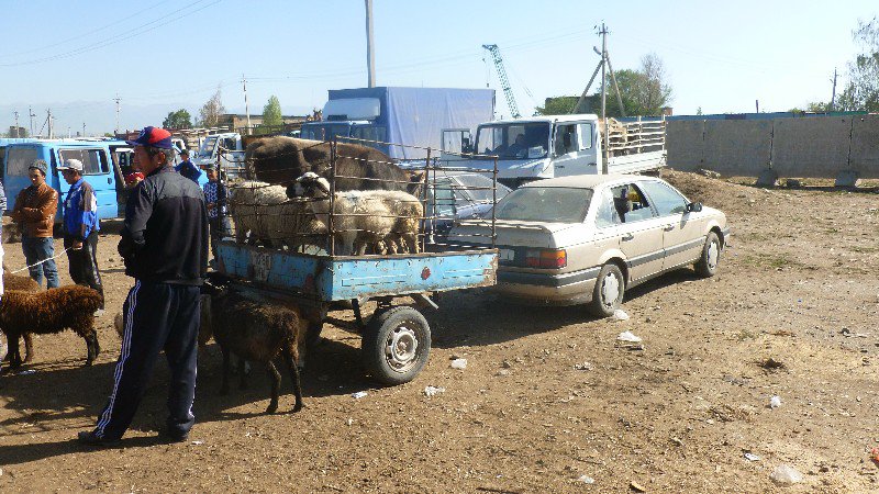 Arrive at livestock market.