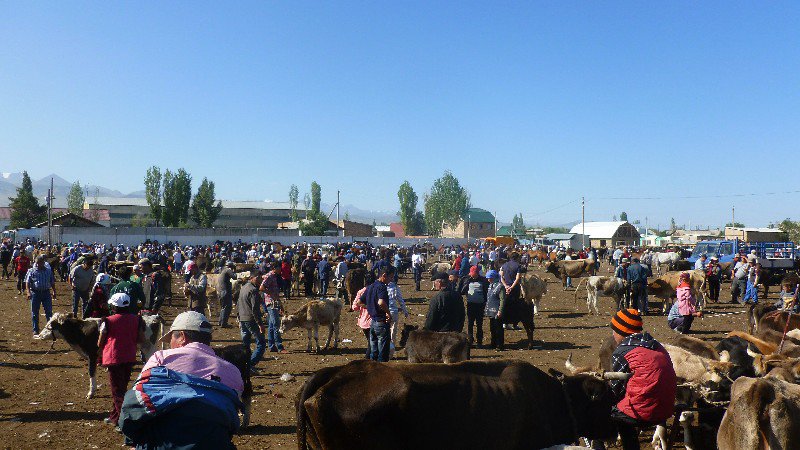 Cattle ring