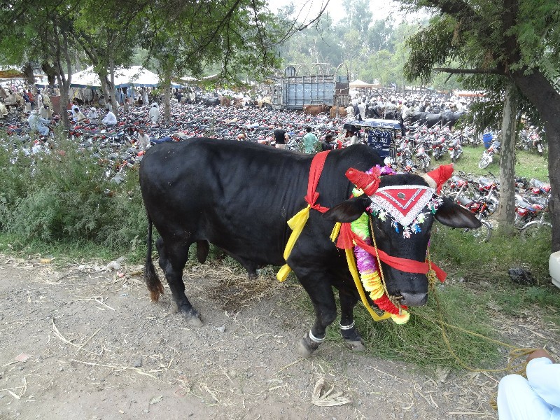 a cow with ribbons.