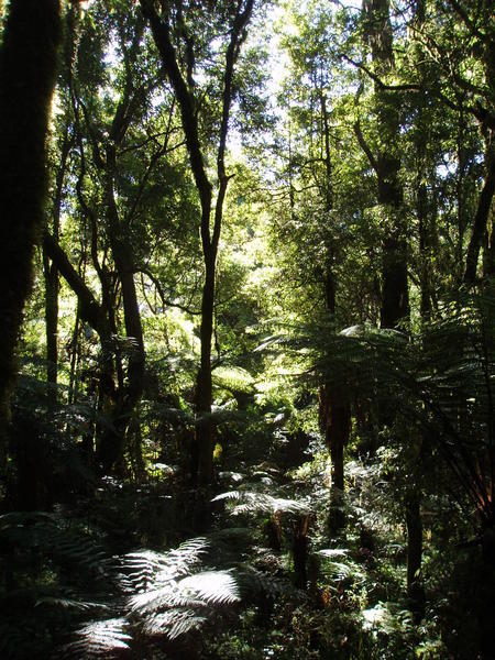 Whirinaki Forest