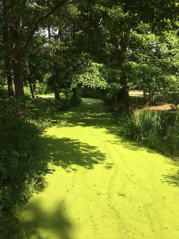 Stream w/ green algae