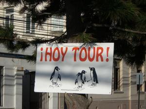 Penguin tours in Punta Arenas