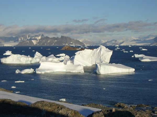 Ice- bergs in North Cove.