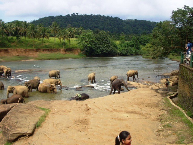 Pinnawela, Sri Lanka