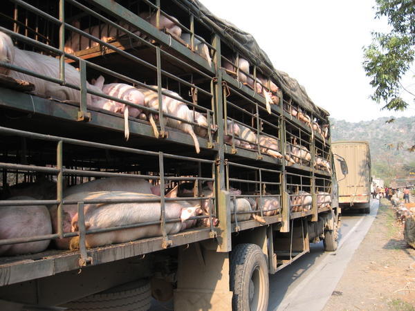 Pig truck