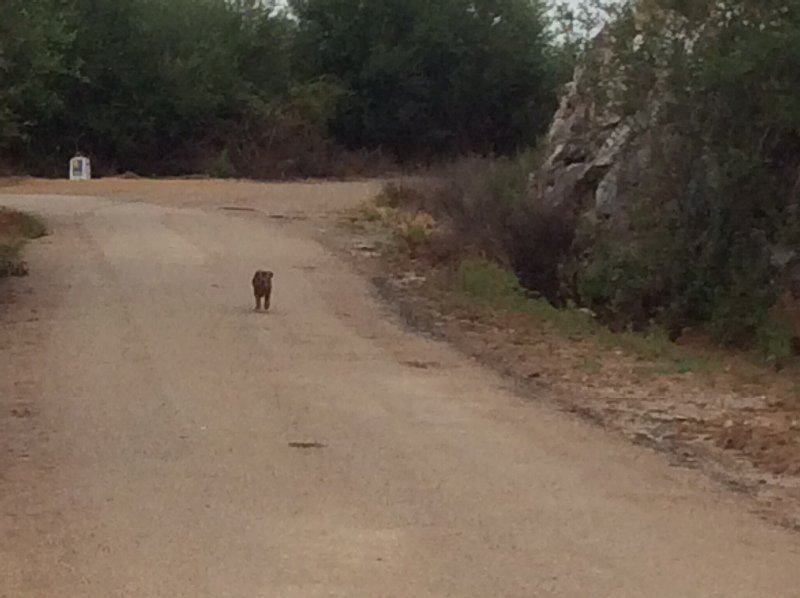 My first wild dog - he didn't even bark at me
