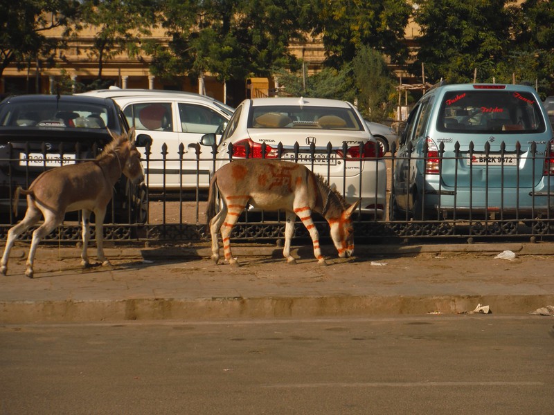 A donkey in the street.