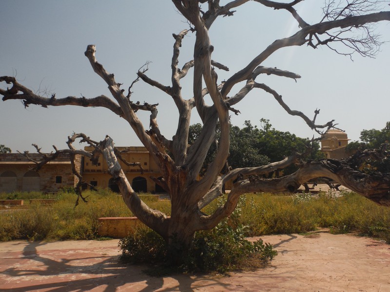 Tree in the fort