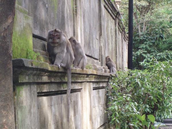 Evil monkeys