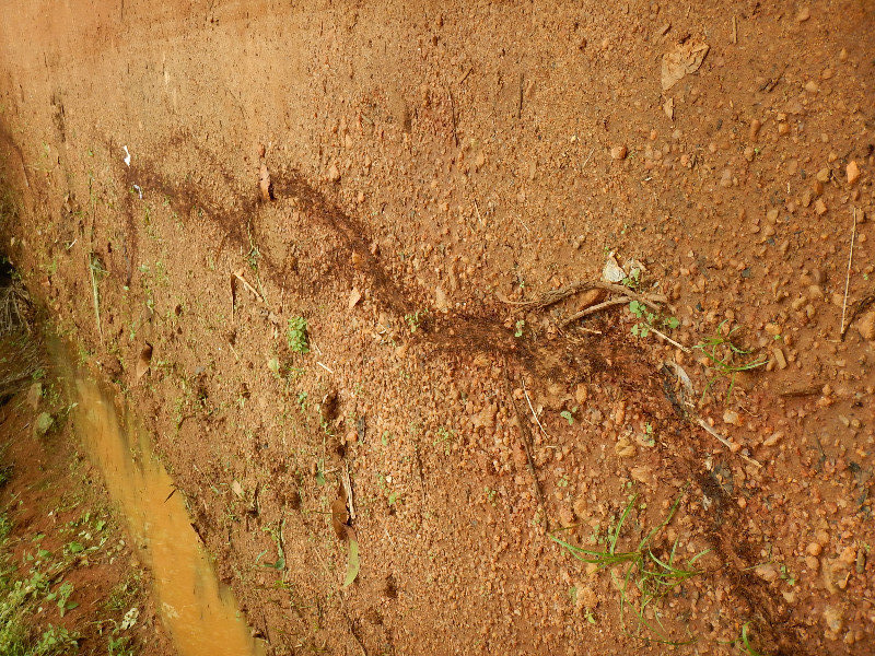 Trail of nasty safari ants at the Botanical Gardens