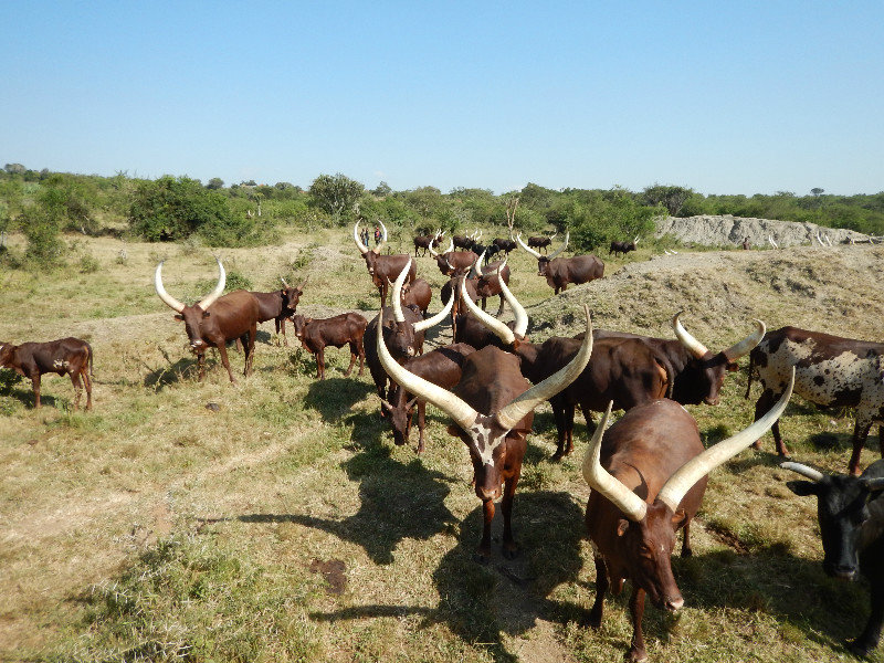 Beautiful Ankole Cattle