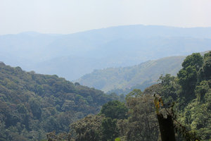 Bwindi Forest